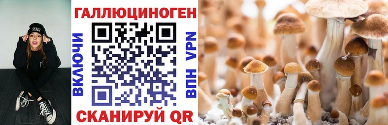 darknet официальный сайт  Малоярославец  Псилоцибиновые грибы Psilocybine cubensis 