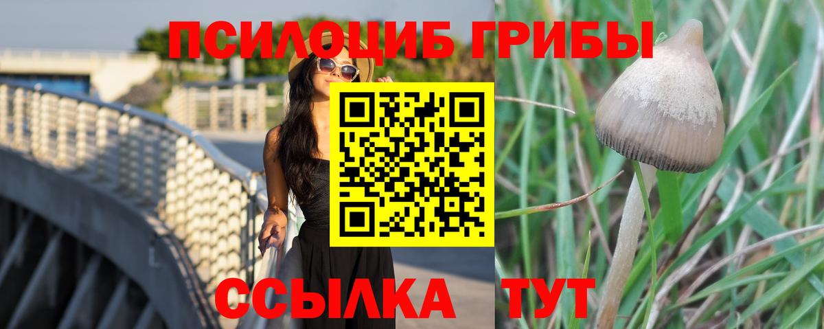 Малоярославец  Галлюциногенные грибы Psilocybe  Вход с VPN 